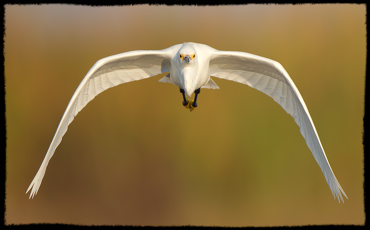 Head-On Egret