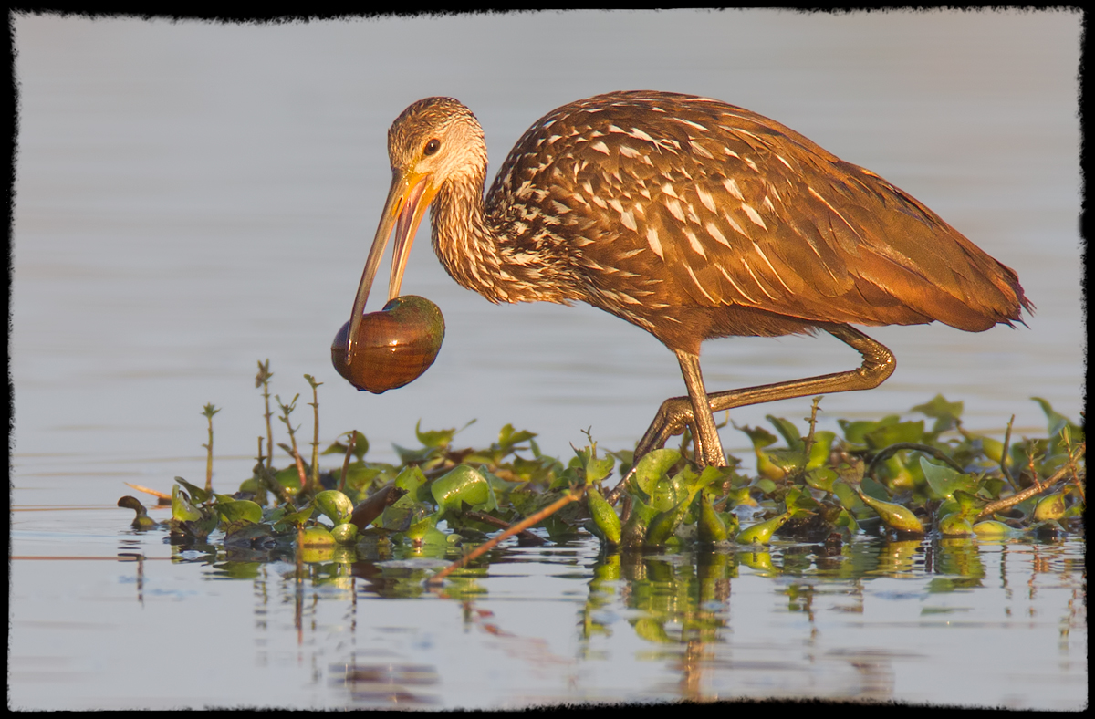 Limpkin and Breakfast